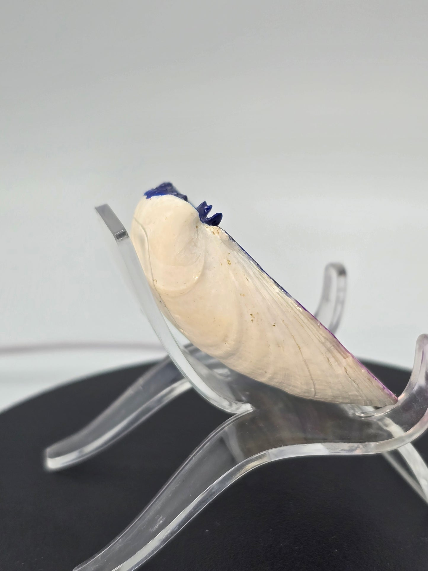 Celina Miller Art - Painted Seashell