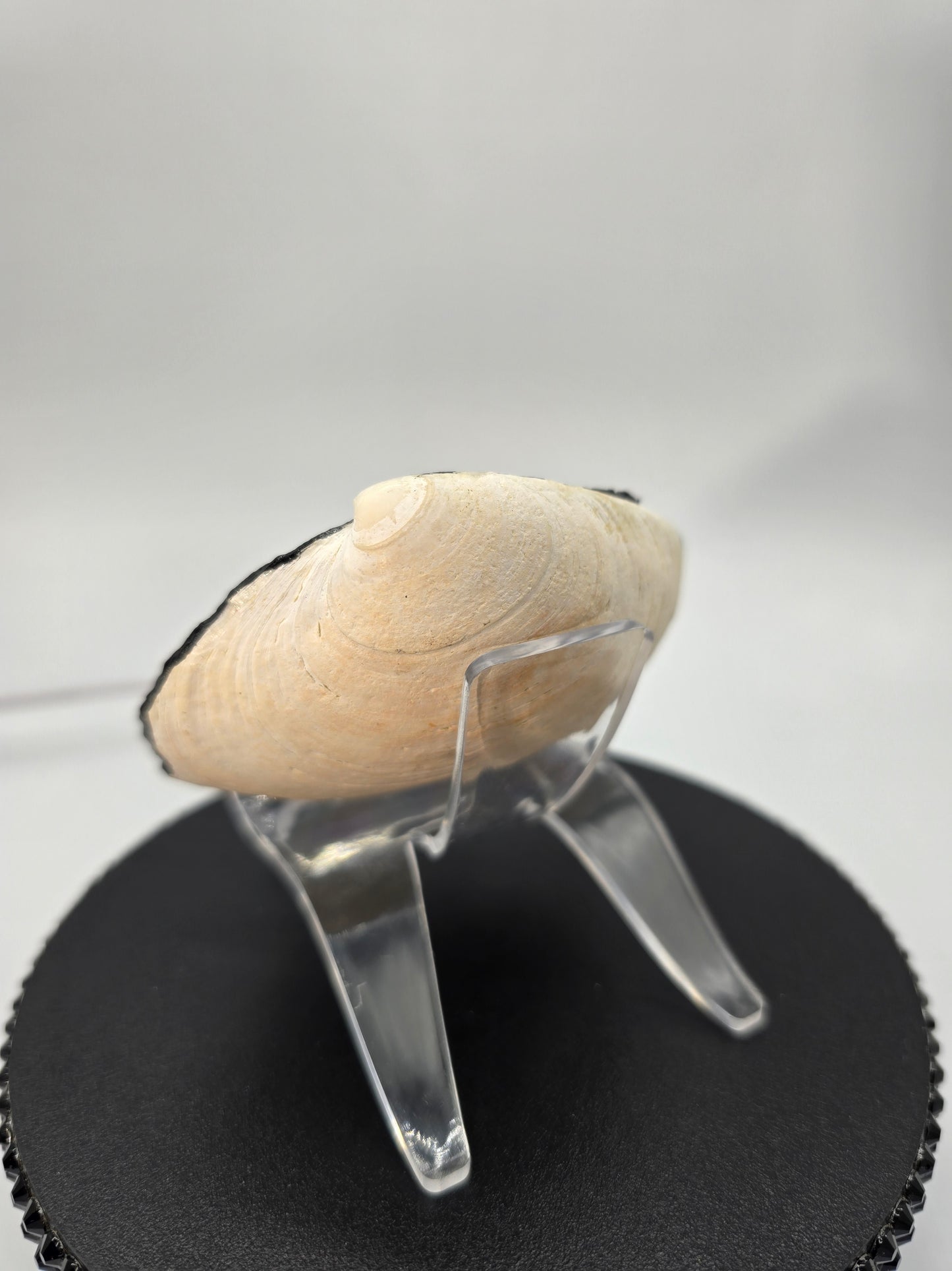 Celina Miller Art - Painted Seashell