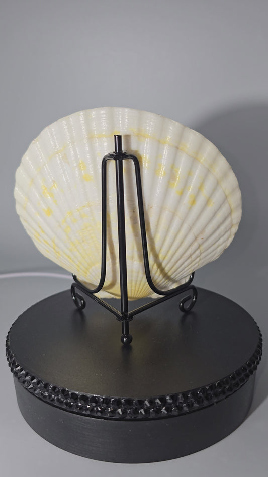 Celina Miller Art - Bling Seashell