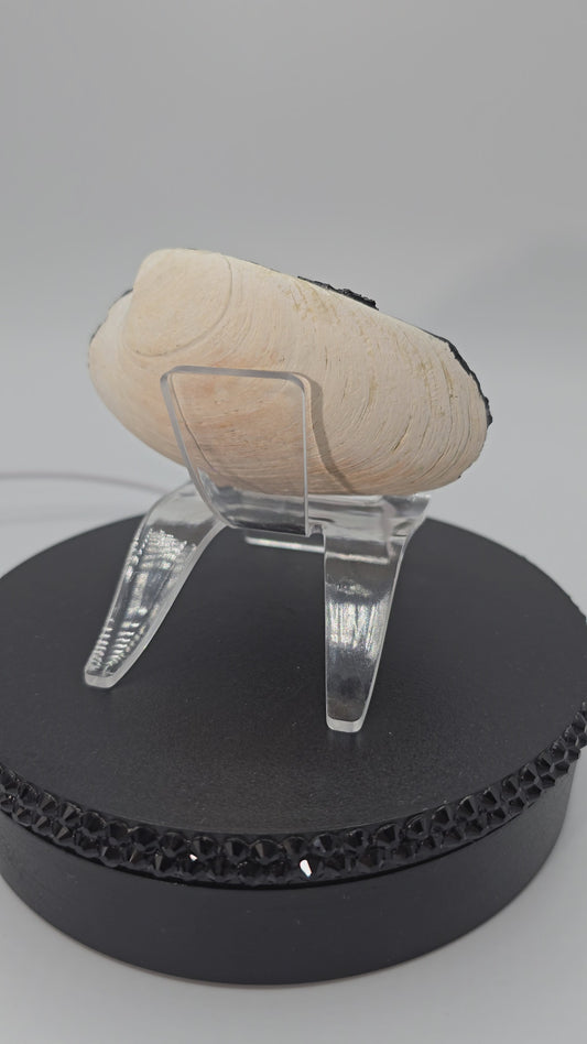 Celina Miller Art - Painted Seashell